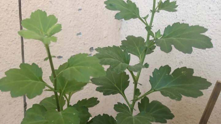 我种的菊花来了