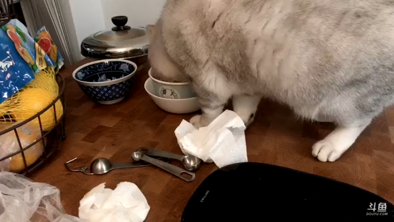 【2021-11-20 16点场】小懒猫爱吃鸡：北美憨憨美食厨房开张啦