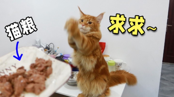 橘猫：我愿用铲屎官三年寿命换我一口饭吃！