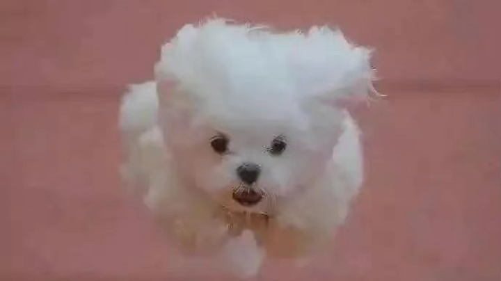 qwq
