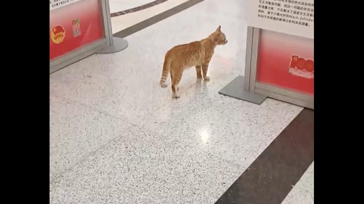 南京信息工程大学！一流的大学培养一流的猫咪