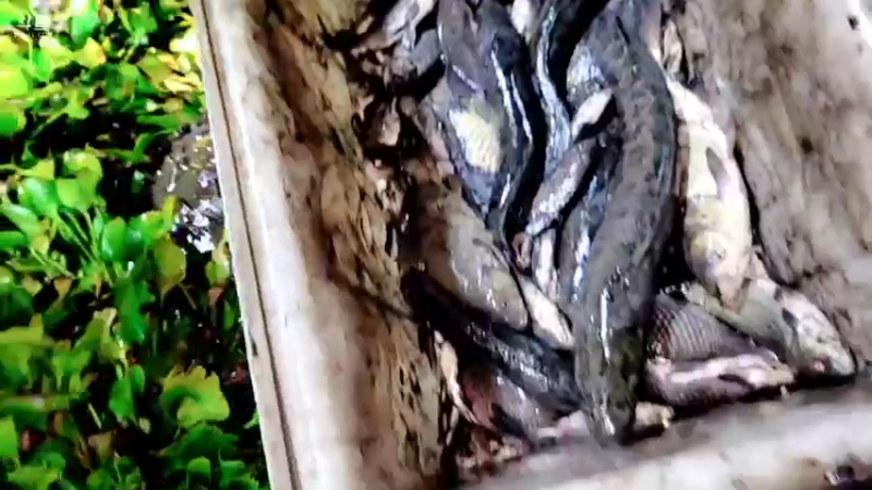 【2021-11-27 22点场】洪湖小肖：大型野坑抽水中