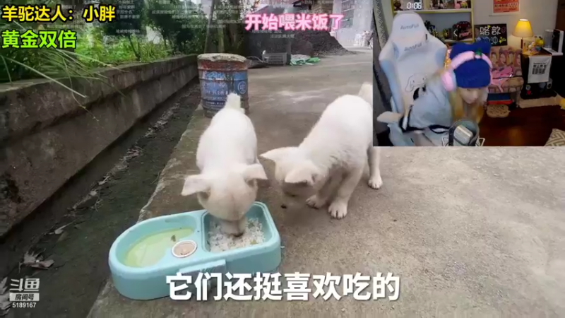 【2021-11-27 00点场】骆歆冲冲冲：害，小骆在这哦~