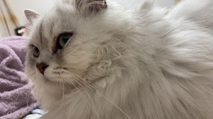 我是泡芙我易大山