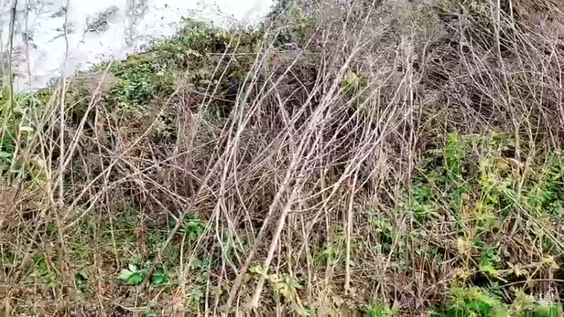 【2021-11-29 14点场】洪湖小肖：大型野坑抽水中