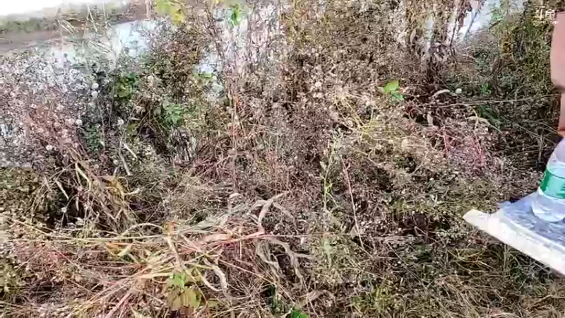 【2021-11-29 16点场】洪湖小肖：大型野坑抽水中