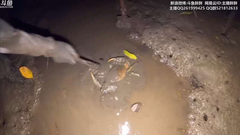 【2021-11-30 03点场】胖胖灬：胖胖OB：转会期EDG\RNG\TES