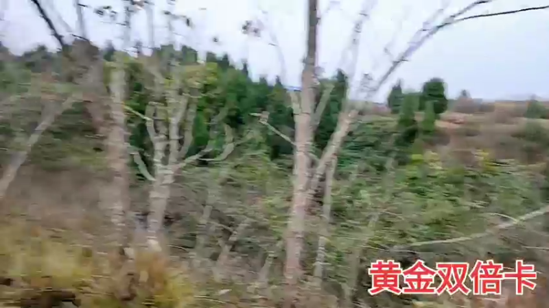 【2021-11-30 17点场】川味箩卜：灭毒蜂小分队冲冲冲！！！