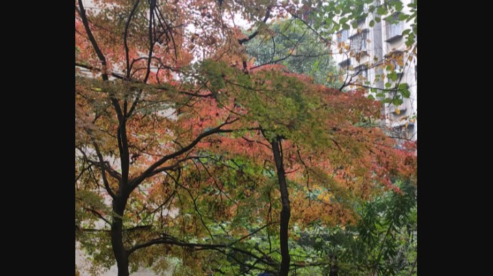 贵州中医药大学的冬天