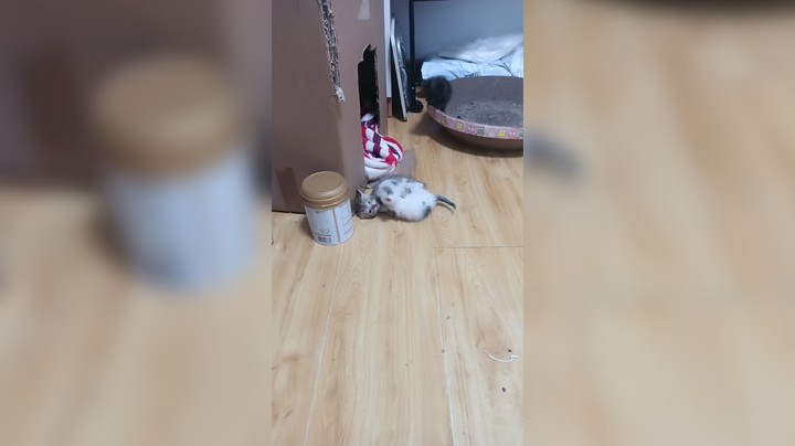 凶凶的小可爱们