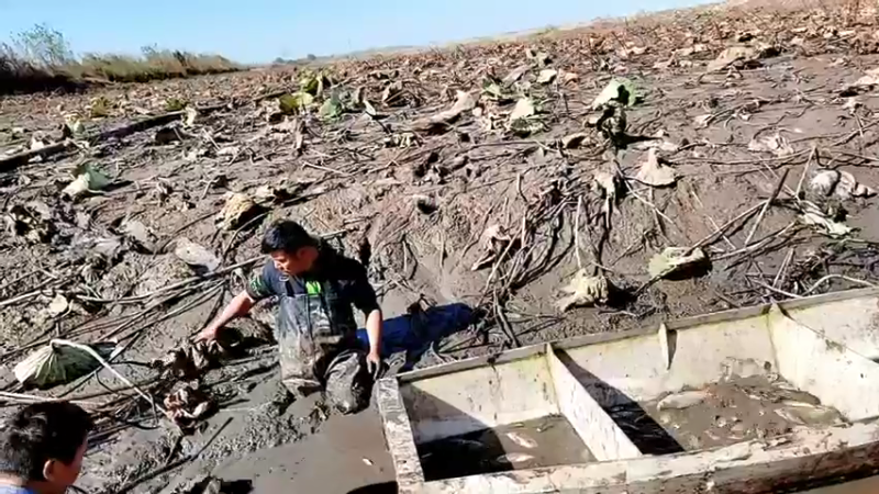 【2021-11-30 12点场】洪湖小肖：大型野坑抽水中