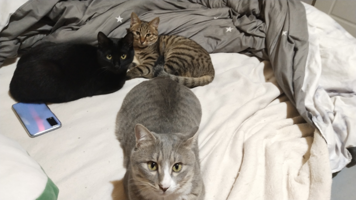 来看猫猫