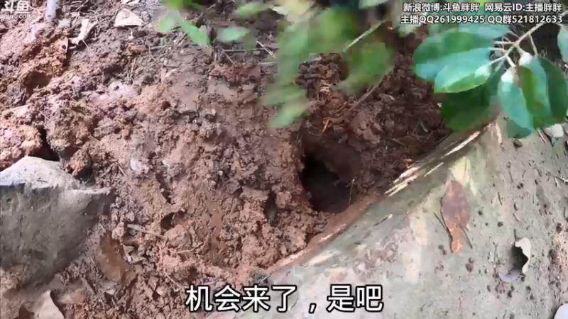 【2021-12-04 03点场】胖胖灬：胖胖OB：转会期EDG\RNG\TES