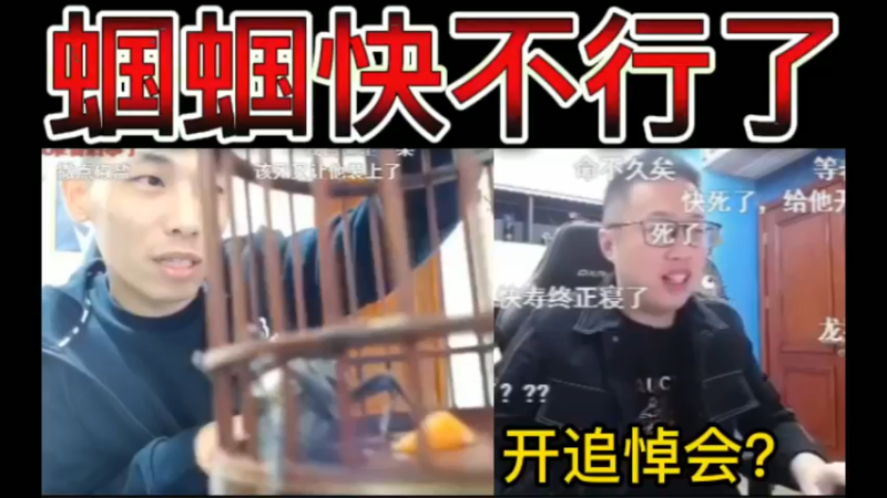 宝哥的蝈蝈快不行了，弹幕：猫哥开追悼会？