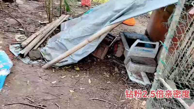 【2021-12-05 14点场】川味箩卜：2.5倍亲密度4倍上限