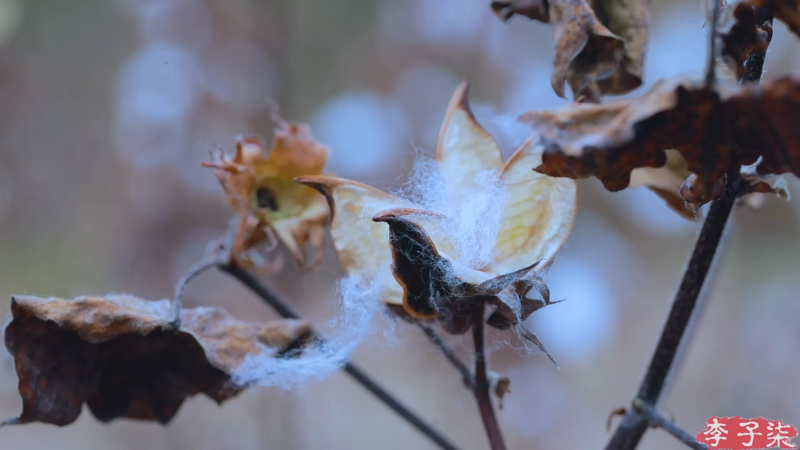 【美食】李子柒liziqi的精彩时刻 20211205 10点场