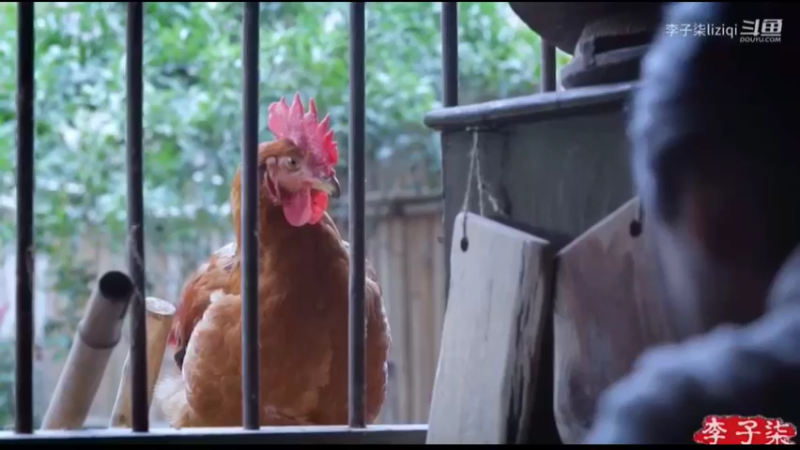 李子柒：菊花牛肉