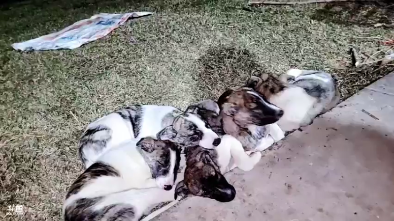 【2021-12-05 18点场】洪湖小肖：今天又是新的一天 447507