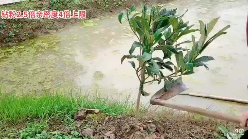 【2021-12-06 16点场】逐梦兄弟：中午12点开播