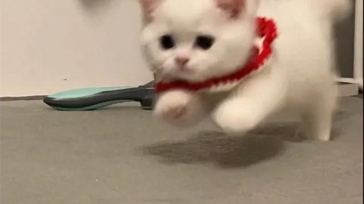 躺鸡躺鸡
