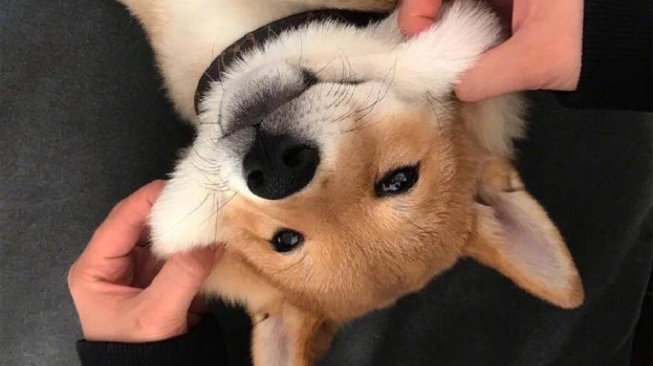 下饭单四