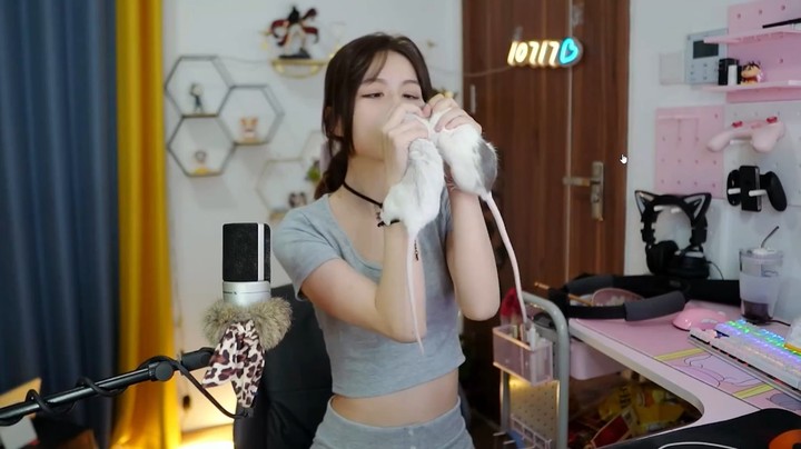 想念我的小老鼠们