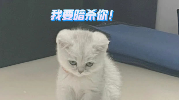 忍不了了！！！又被喵喵整活了