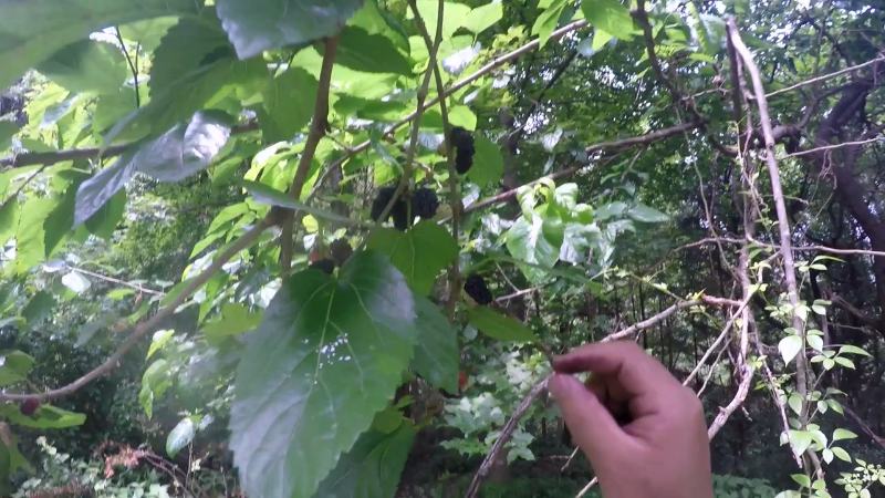 我在斗鱼看野食小哥直播美食