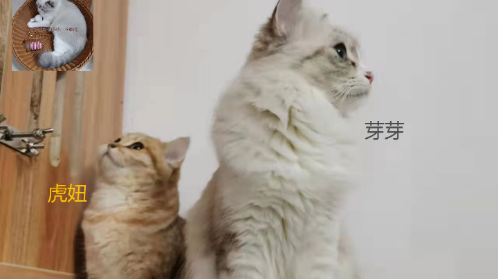 两个坑货在线蒙我