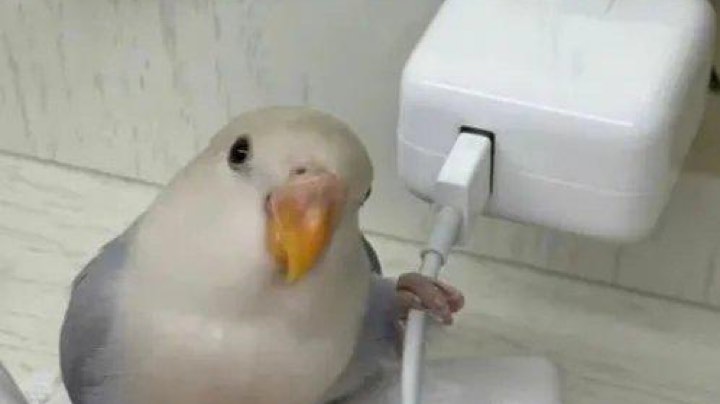 弟弟