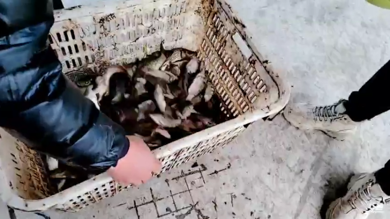 【2021-12-13 17点场】洪湖小肖：今晚海底直播