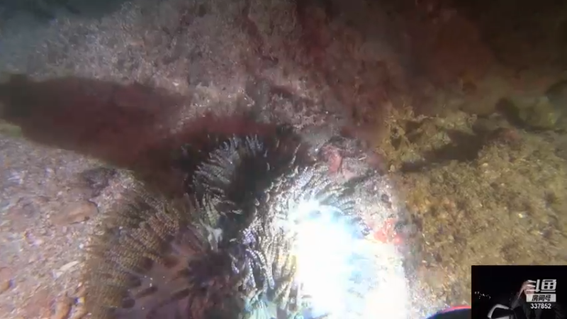 【2021-12-14 21点场】洪湖小肖：今晚海底直播