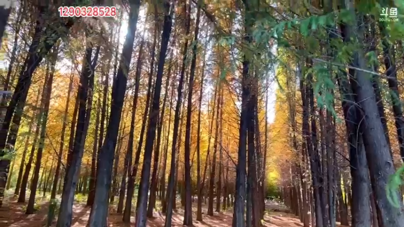 【2021-12-15 15点场】主播阿郎：旅途  昆明 第二十天