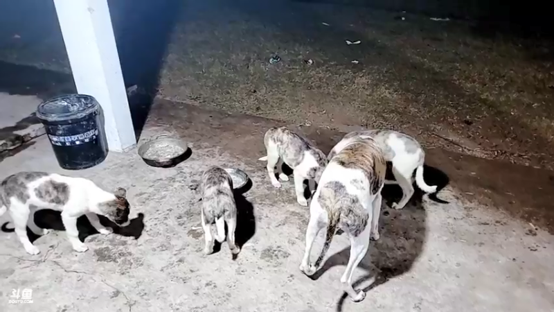 【2021-12-15 18点场】洪湖小肖：今晚海底直播