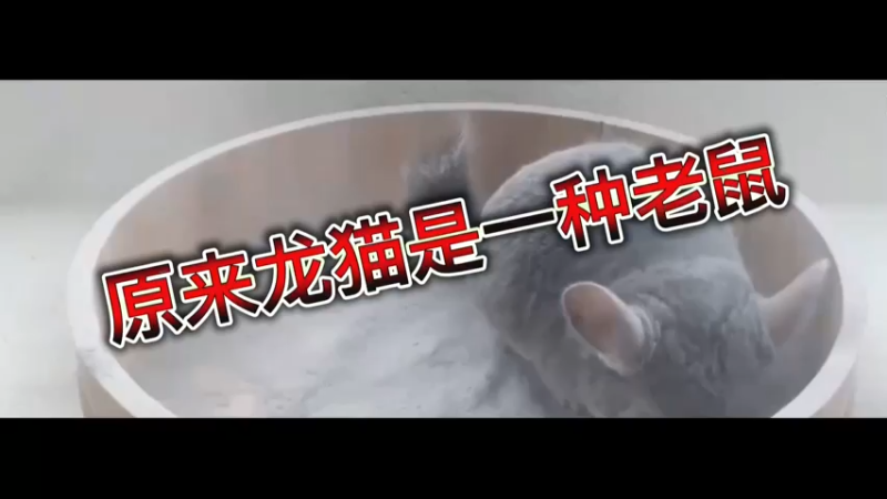 原来龙猫是一种老鼠