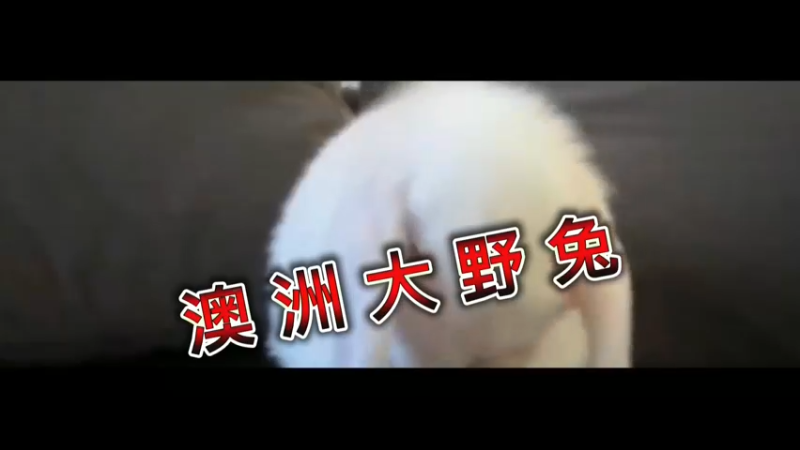 澳洲大野兔