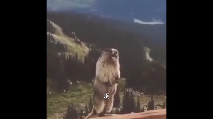 索弟恩哥下路走，恩哥长得真的丑！