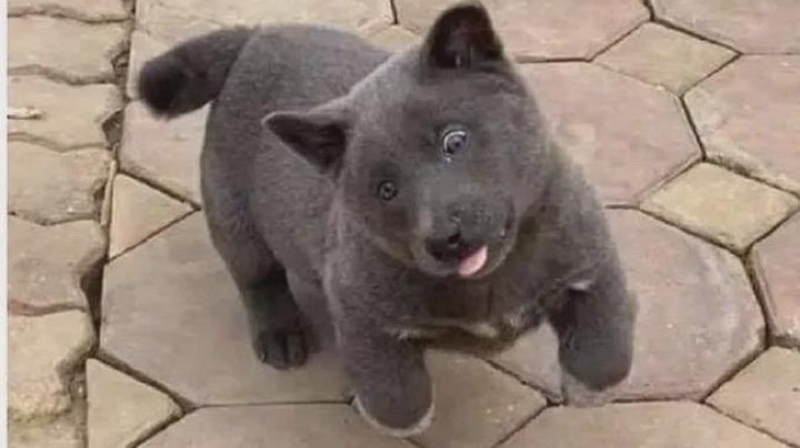 在线坑人