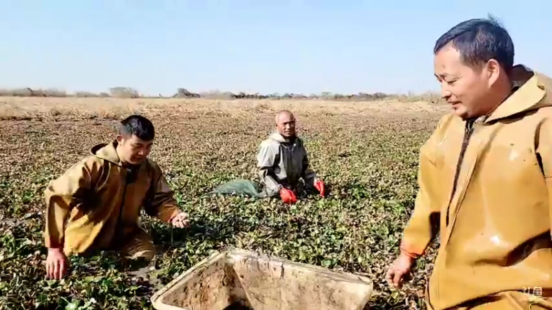 【2021-12-17 12点场】洪湖小肖：海底直播的第五天