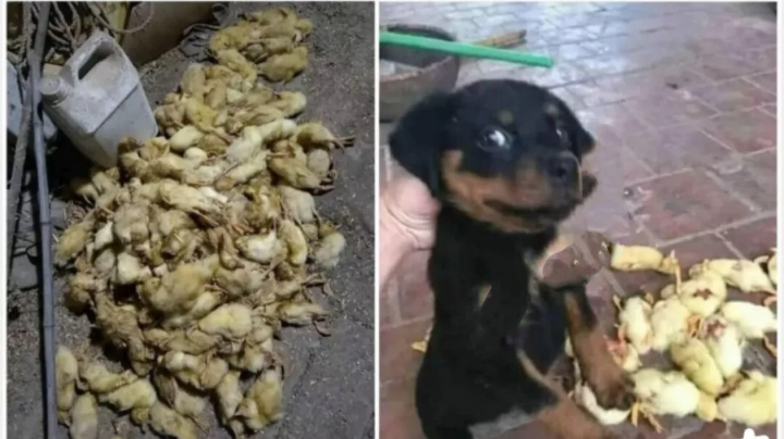 哈哈哈