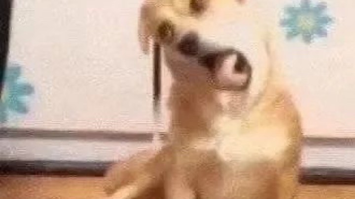 有本事你打我嘛！