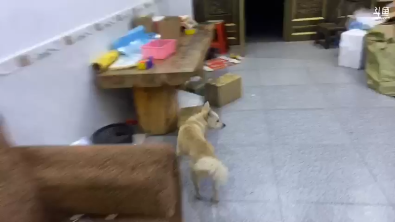 【2021-12-17 19点场】魅力生活i：抓大河虾呆子鱼