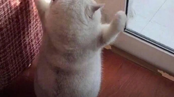 我嘎嘎猛