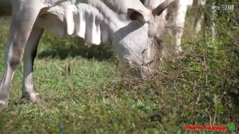 3-捕捉鳄鱼和烤猪排在丛林中的食物