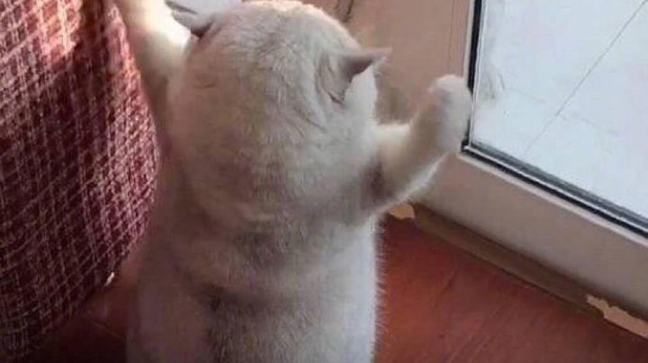 我嘎嘎猛