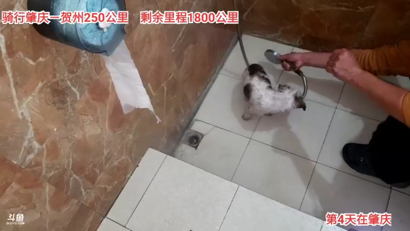 【2021-12-19 22点场】我是灬阿伟：一人一狗骑行深圳-成都day4
