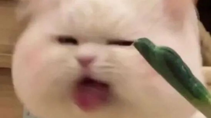又菜又爱玩