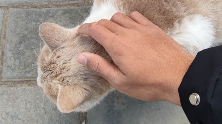 小猫咪