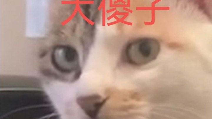 猪队友第一视角