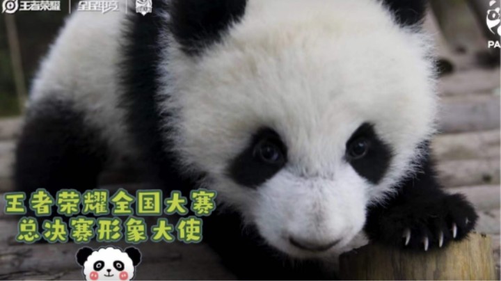 国宝大熊猫助威全国大赛，一起见证全国冠军！